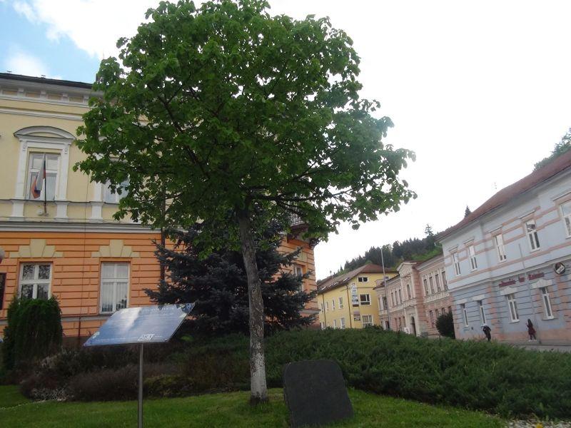 Fotogaléria Poliatie lipy sútokov sveta (16.5.2017) (9) Poliatie lipy sútokov sveta (16.5.2017)